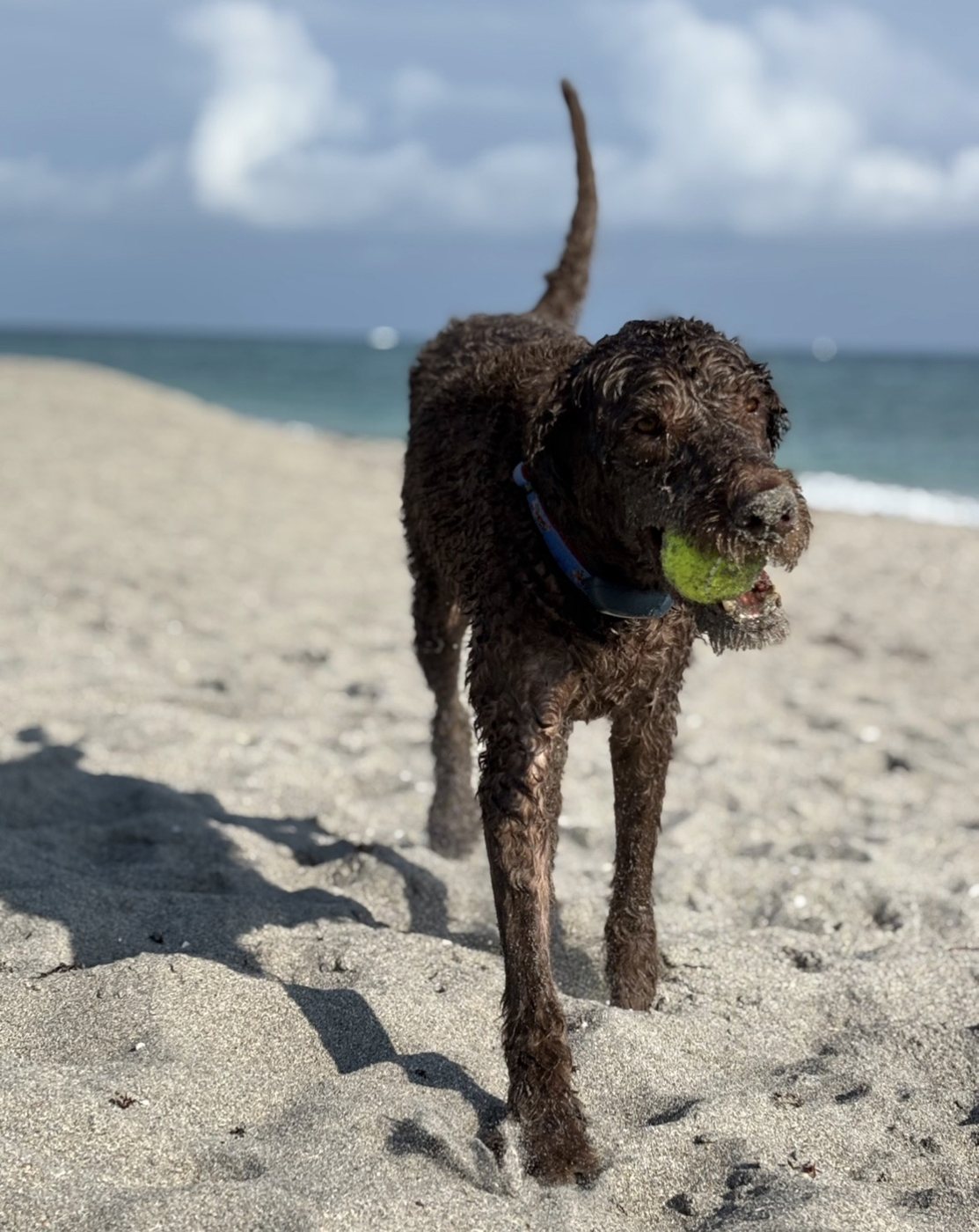 Dog playing fetch on the beach