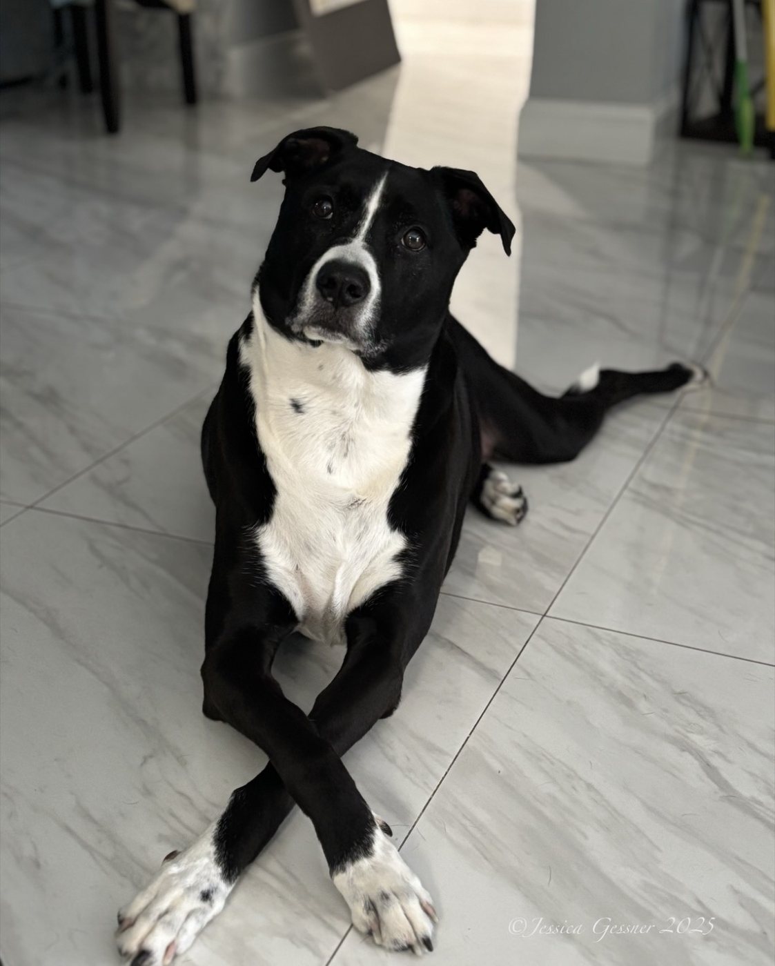 Dog relaxing at home during a visit