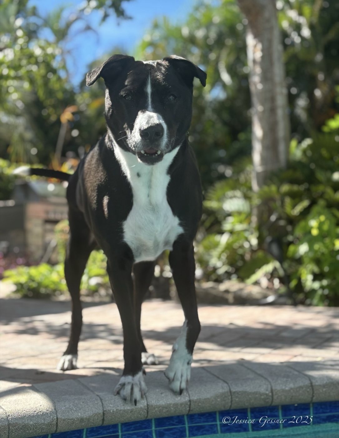 Dog standing by the pool in the backyard