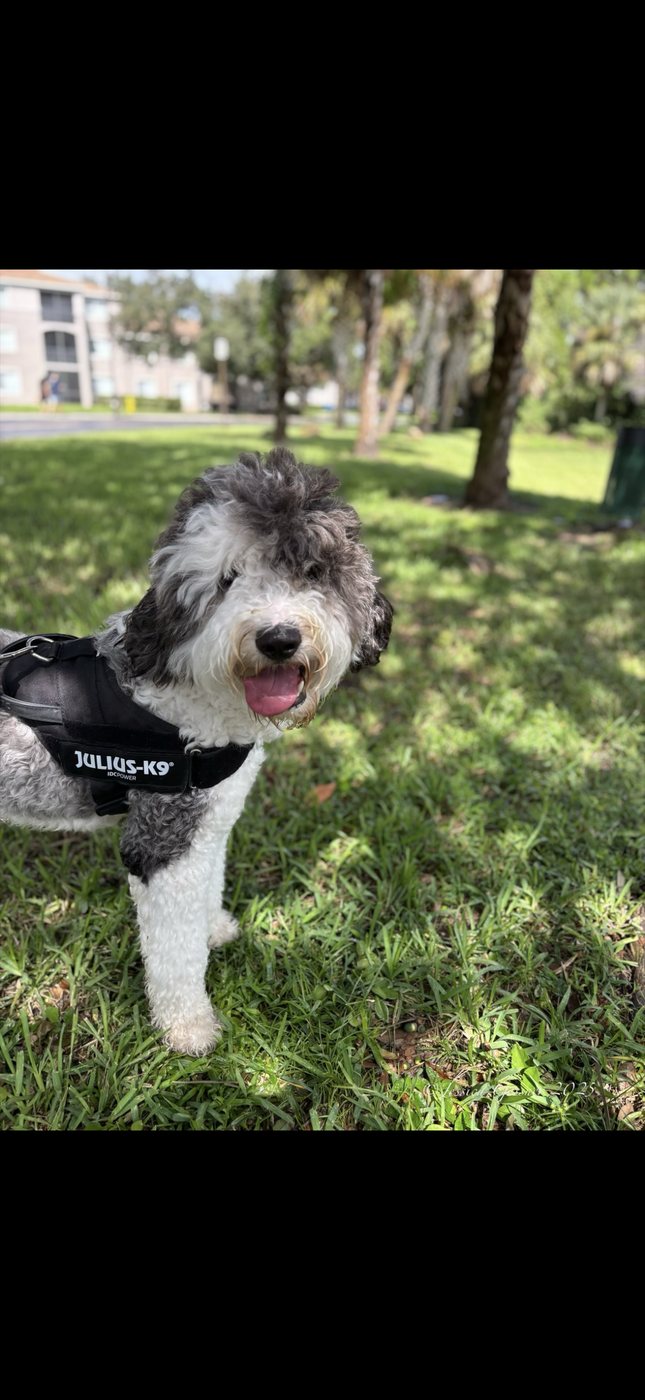 Dog smiling in the park