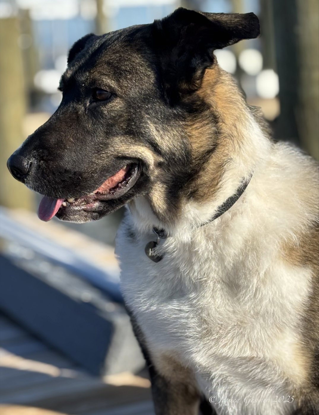 Dog enjoying the sun on a dock