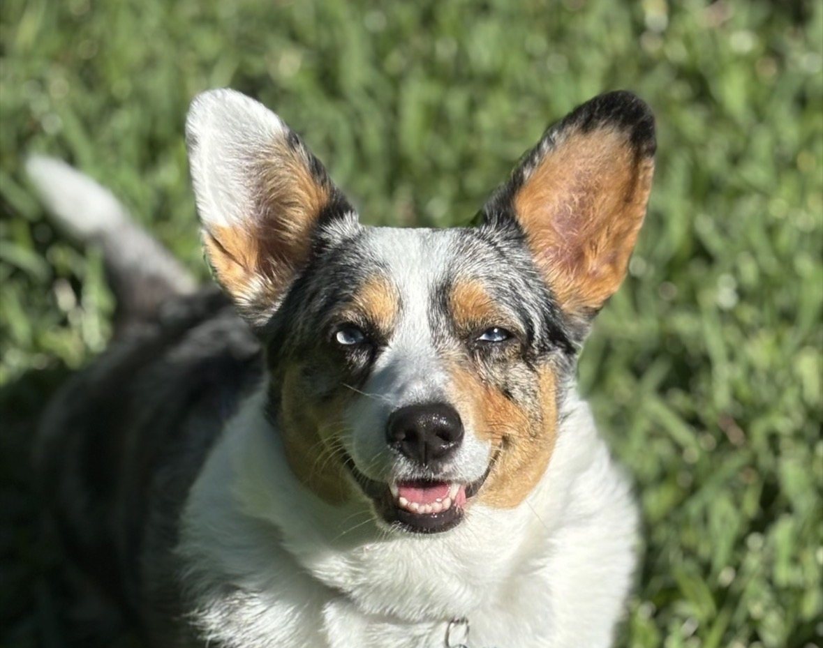 Corgi smiling in the grass