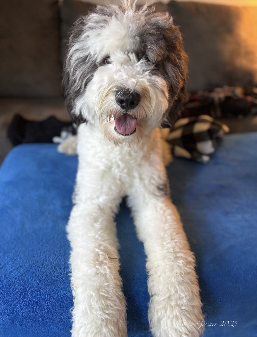 Sheepadoodle relaxing on the bed