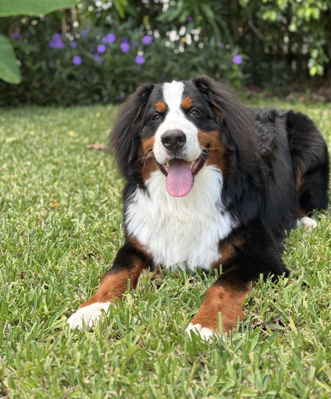 Bernese Mountain Dog lying in the grass