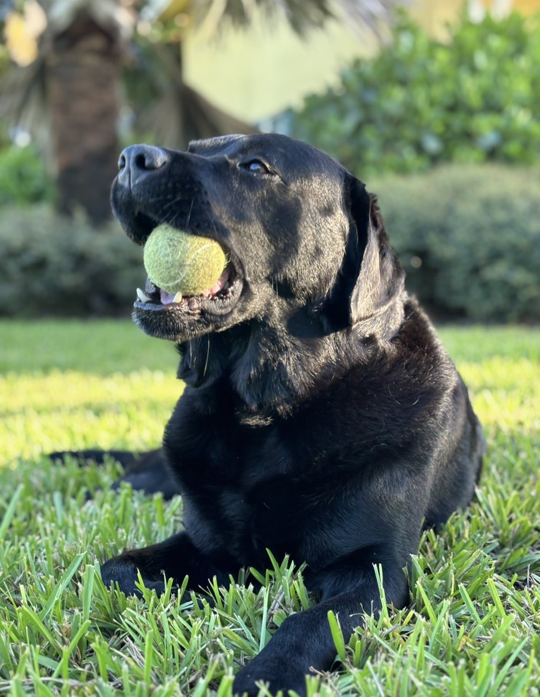 Black Labrador with a tennis ball