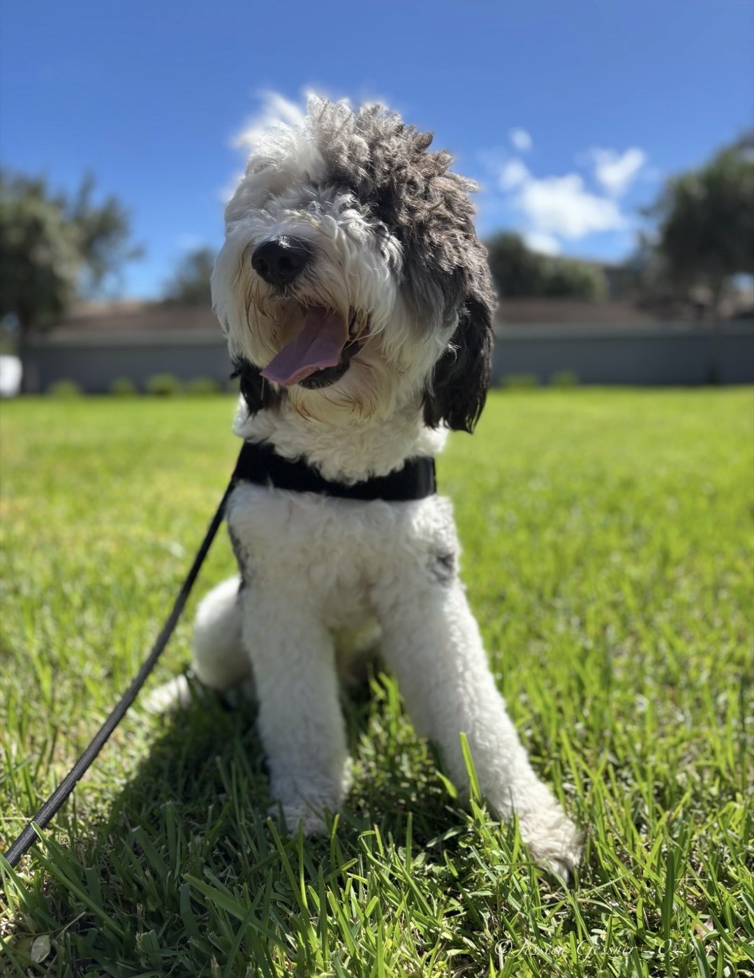 Sheepadoodle on a walk in the park