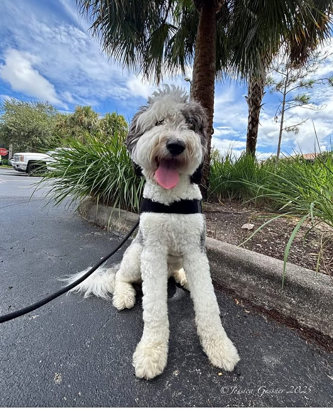 Sheepadoodle sitting under a palm tree on a walk