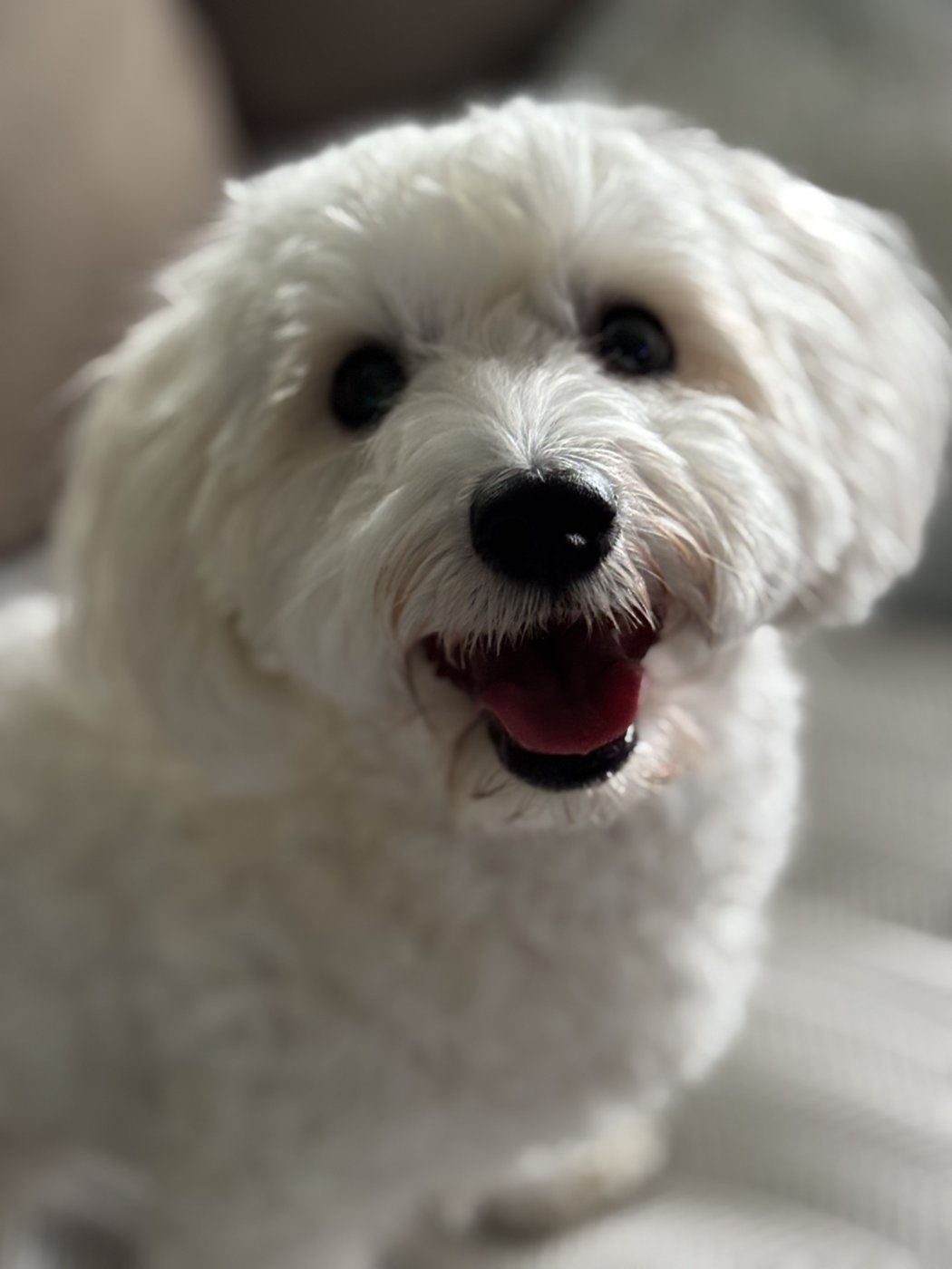 Fluffy white dog smiling indoors