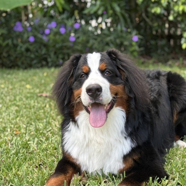 Bernese Mountain Dog client