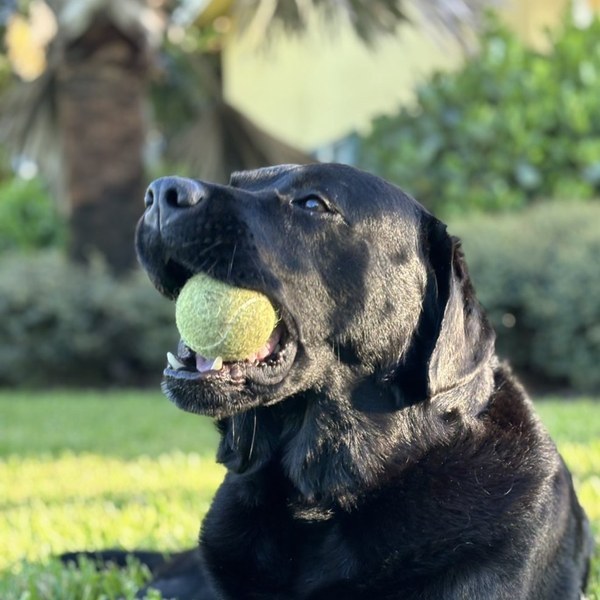 Black Labrador client with a tennis ball