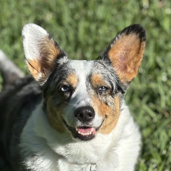 Corgi client smiling